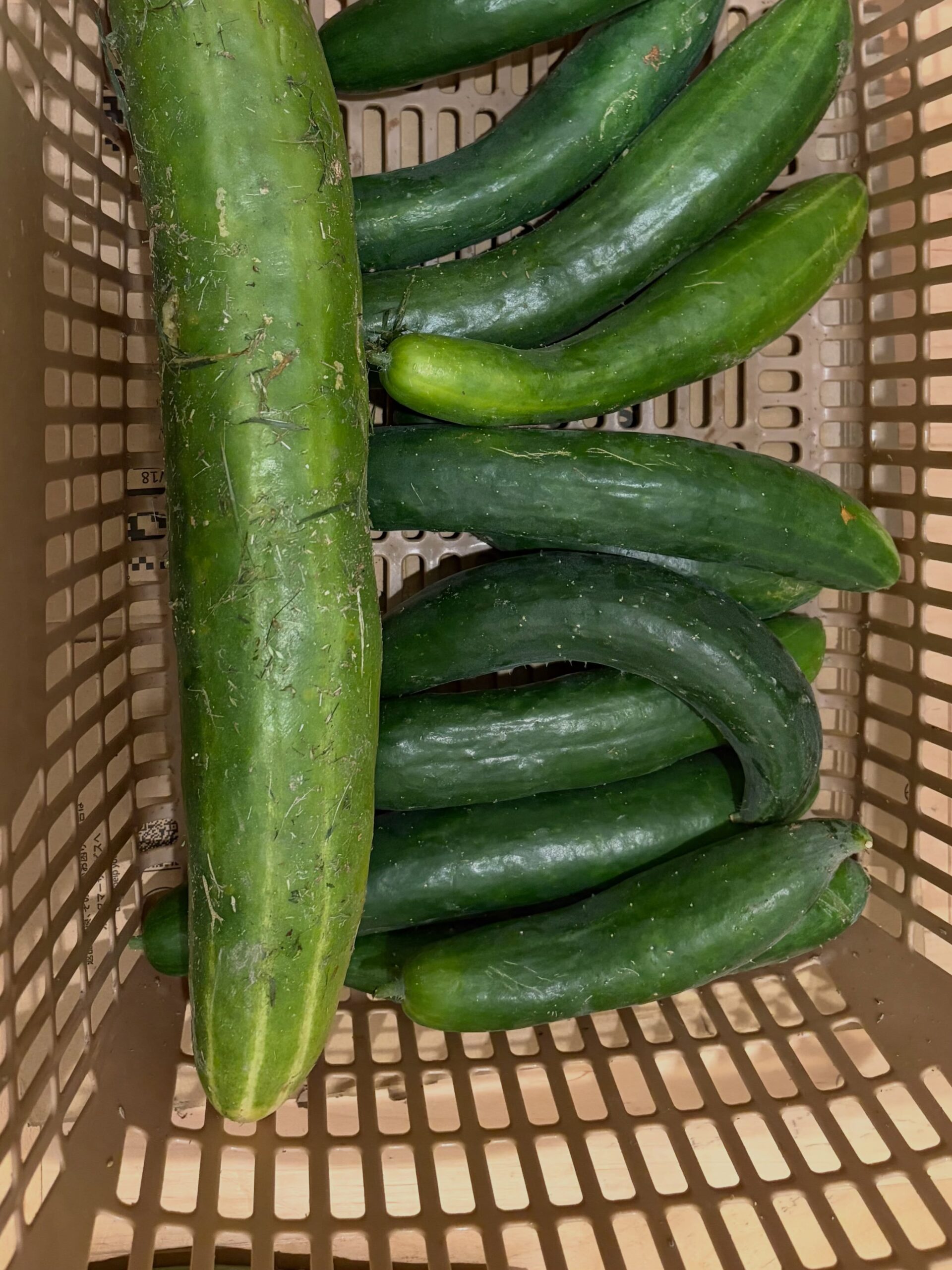 本日、胡瓜圃場から現れた💦
ジャイアントキュウリ🥒😳

「こんなに大きくなるまで、よく気づかなかったなぁ🤣」

普通サイズの胡瓜と並べると、その差にビックリ‼️
これも畑ならではのちょっとした珍事件😂✨

次はどんな野菜が出てくるのか…🤗

#コロンズファーム #無人販売#胡瓜 #ジャイアントキュウリ #珍野菜