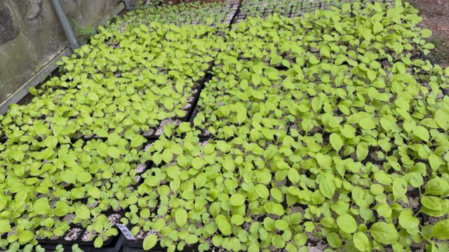 🌧️ 本日は朝から雨降り💦

畑仕事はお休みして、ハウス内で白菜🥬の種まき🌱

そして、一週間ほど前に播種した白菜も、
少しずつ大きくなってきました✨

そろそろ植え付けの時期が近づいてきたので、
急いで植え付け準備を進めます💪🌱

#コロンズファーム
#無人販売
#白菜
#播種
#農作業