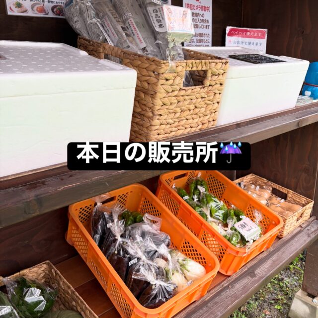 こんにちは😊
コロン’sファームです🌱

今日は雨ですね☔️
足元の悪い中ですが、無人販売所オープンしています♪

今日はナス、ピーマン、万願寺とうがらしなどの夏野菜に加えて、かぼちゃ・みょうが・大葉も並んでいます🎃🌿

少しずつ夏野菜から秋の野菜へ🍂
季節の移り変わりを感じる売り場になってきました😊

お越しの際は足元にお気をつけくださいね♪

#コロンズファーム #南丹市 #無人販売所 #採れたて野菜 #農家直売