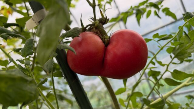 🌧️ 本日も朝から雨降り☔️

今日はハウス内のトマト🍅の片付け作業。

作業をしていると……
見つけた💡✨

🍑 オシリトマト🍅 🤭

見事に仲良くくっついて、
なんとも可愛らしい形に育ってました😂✨

#コロンズファーム
#無人販売
#オシリトマト
#トマト
#変わり種野菜
