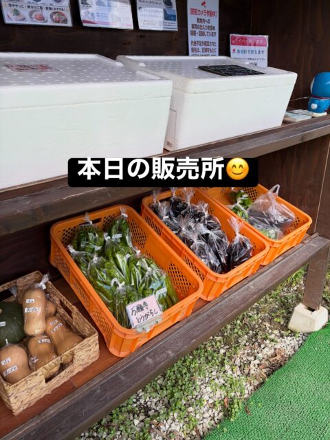 おはようございます😊
コロン’sファームです🌱

今日は久しぶりに青空が見れました☀️
やっぱり晴れ間が見えると気持ちいいですね♪

本日も無人販売所には、ナス・万願寺とうがらしなどの夏野菜に、かぼちゃやバターナッツも並んでいます🎃

ぶどうは巨峰やクイーンニーナ🍇
大葉やまくわうりもありますよ😊

今日もよろしくお願いします✨

#コロンズファーム #南丹市 #無人販売所 #採れたて野菜 #農家直売
