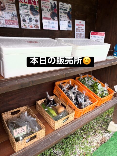 おはようございます😊
コロン’sファームです🌱

今日は気持ちのいい青空が広がっています☀️
朝からのぼりも立てて、販売所オープンです♪

そして今日は、白いとうもろこし🌽たくさんご用意できました！
ツヤツヤで粒もしっかり✨
採れたてをぜひ味わってみてください😊

ナスや万願寺とうがらしなど、夏野菜も並んでいます🍆🫑

今日もコロン’sファーム無人販売所でお待ちしています♪

#コロンズファーム #南丹市 #無人販売所 #白いとうもろこし #採れたて野菜