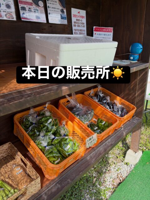 おはようございます😊
コロン’sファームです🌱

今日もいいお天気になりました☀️

畑では小豆が元気に育っています🌿
葉っぱもこんなに青々として、これからの成長が楽しみです😊
収穫まで大事に育てていきます♪

販売所には今日も、万願寺とうがらしやナスなど採れたて野菜を並べています🍆🫑

コロン’sファーム無人販売所、本日もオープンしています✨
お近くにお越しの際はぜひお立ち寄りください♪

#コロンズファーム #南丹市 #無人販売所 #小豆栽培 #採れたて野菜