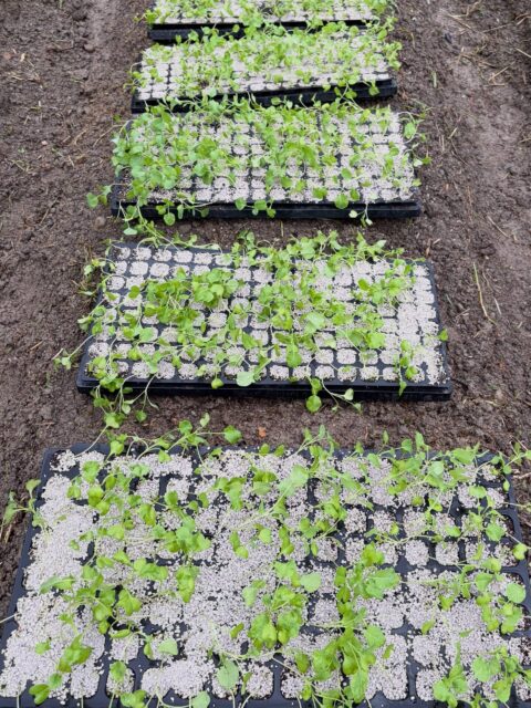 🌧️ 本日は小雨だったので、
元気に育ったブロッコリー苗🥦を植え付け🌱

雨のおかげで土もほどよく湿っていて、
苗たちも気持ちよさそう😊

これからどんどん大きくなって、
立派なブロッコリー🥦に育ってくれるのが楽しみです♪

#コロンズファーム #無人販売 #ブロッコリー #ブロッコリー苗 #定植