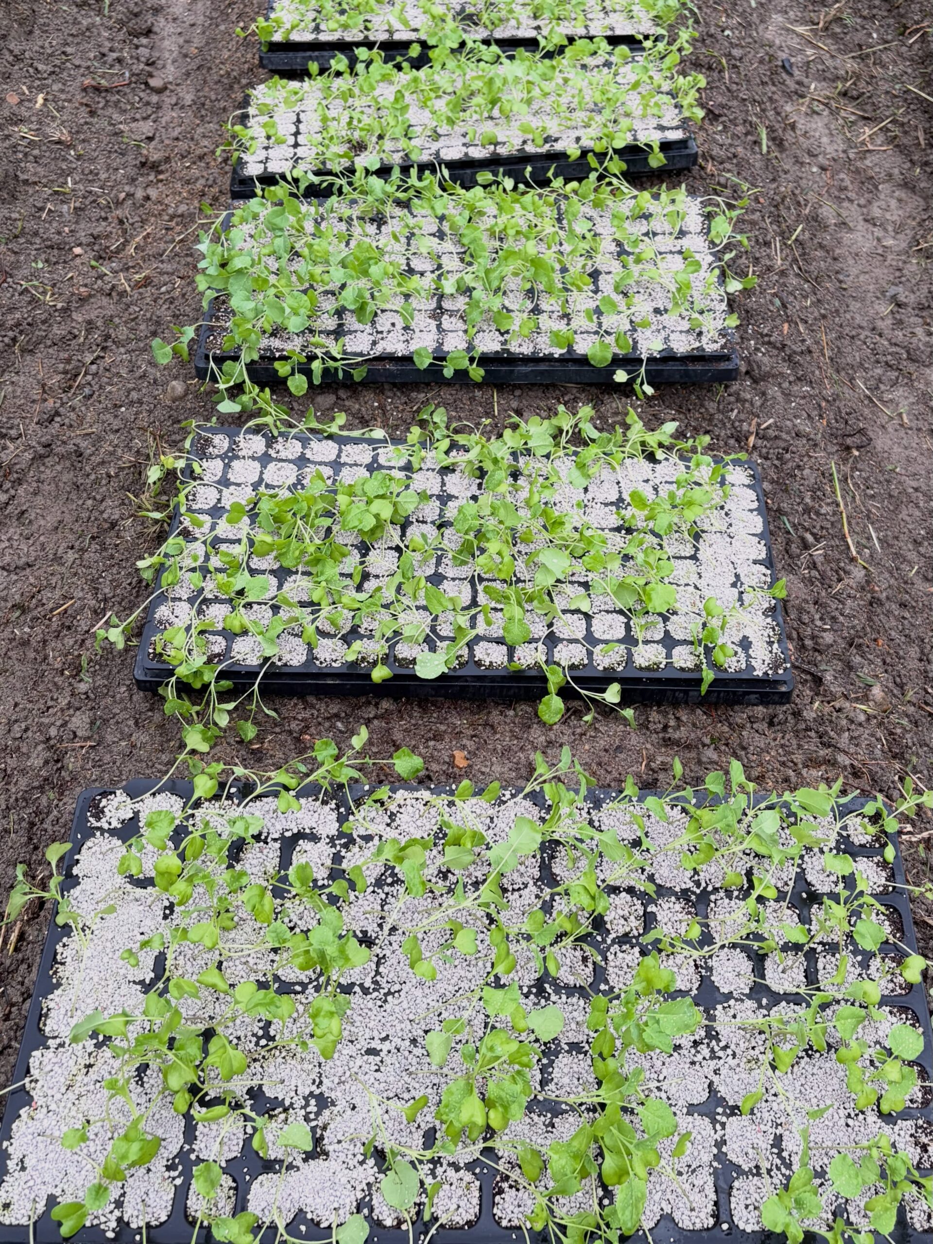 🌧️ 本日は小雨だったので、
元気に育ったブロッコリー苗🥦を植え付け🌱

雨のおかげで土もほどよく湿っていて、
苗たちも気持ちよさそう😊

これからどんどん大きくなって、
立派なブロッコリー🥦に育ってくれるのが楽しみです♪

#コロンズファーム #無人販売 #ブロッコリー #ブロッコリー苗 #定植