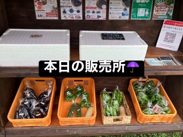 こんにちは😊
コロン’sファームです🌱

本日は雨☔
しっとりとしたお天気になりました。

販売所には今日も、ナスや万願寺とうがらしなど採れたて野菜を並べています🍆🫑

そして、秋の味覚も少しずつ🍂
栗が立派に実ってきました🌰✨
イガが開いて、ツヤツヤの栗が顔を出しています😊
季節が少しずつ秋に変わってきましたね。

雨の日ですので、お越しの際は足元にお気をつけください☔
コロン’sファーム無人販売所、本日もオープンしています♪

#コロンズファーム #南丹市 #無人販売所 #秋の味覚 #採れたて野菜