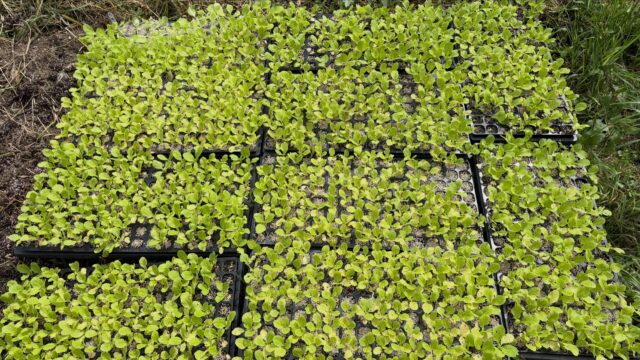 本日は白菜🥬の植え付け🌱

苗がどんどん大きくなってきたので✨
急いで💦圃場へ定植しました！

元気に根付いて、立派な白菜に育ってくれますように😊🥬

#コロンズファーム #無人販売 #白菜 #白菜苗 #定植
