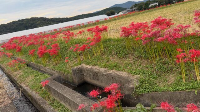 本日は、黒豆に液肥をたっぷりとあげました💧🫘
これからの成長に向けて、しっかり栄養補給です💪✨

作業をしていると、ふと横の田んぼに目をやると…👀

一面に咲き広がる彼岸花🌺
真っ赤な花が秋の田園風景を彩っていて、とても綺麗でした😊🍂

#コロンズファーム
#黒豆
#黒豆栽培
#彼岸花
#農作業