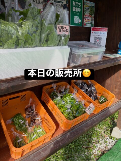 コロン’sファーム無人販売所です🌱

今日は青空も見えて、気持ちのいいお天気です☀️
でも、明日からはお天気が下り坂の予報☁️☔
晴れているうちに畑仕事もどんどん進めていきます💪

本日の販売所には
🫑 万願寺とうがらし
🍆 ナス
🌿 大根の間引き菜
🌿 芋づる
など、朝採れのお野菜を並べています😊

大根の間引き菜も出ています✨
やわらかい葉っぱなので、炒め物やおひたし、お漬物にもおすすめです♪

夏野菜は少しずつ終盤へ。
これからは秋冬野菜へとバトンタッチです🥬✨
畑の方も植え付けをどんどん進めています！

季節の変わり目ならではのお野菜、ぜひ覗きに来てくださいね😊
本日もコロン’sファーム無人販売所をよろしくお願いします🌱

#コロンズファーム #南丹市 #無人販売所 #採れたて野菜 #秋野菜