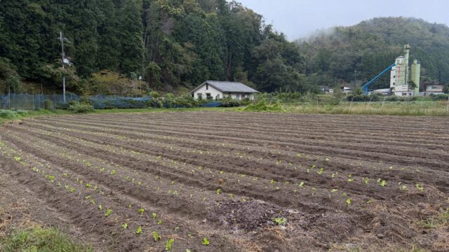 本日はレタス苗の植え付けをしました🥬✨

……が、天気は安定の雨☂️😂
最近、雨の日が多いですが💦
苗たちにとっては恵みの雨ですね💧

#コロンズファーム
#無人販売
#南丹市
#レタス苗
#定植
