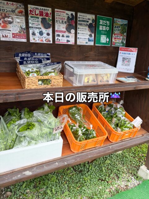 雨が降ってきましたが☔️
コロン’sファーム無人販売所、本日も営業しております😊

今日は丹波黒枝豆も並んでいます🫛✨
秋の味覚、ぜひ味わってみてください♪

ほかにも
大根の間引き菜や万願寺とうがらし、ナスなど、朝採れのお野菜を並べています🌱

雨の中になりますので、お越しの際は足元にお気をつけくださいね☔️
本日もよろしくお願いいたします😊

#コロンズファーム #南丹市 #丹波黒枝豆 #無人販売所 #採れたて野菜