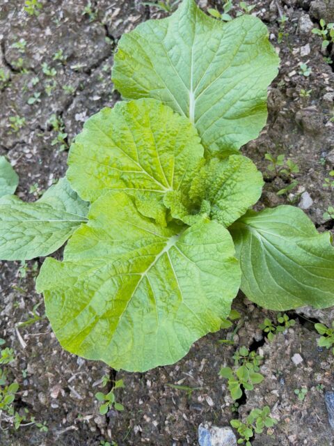 🌱 コロンズファームの成長記録🥬

最初に定植した白菜・ブロッコリー・キャベツの圃場をチェック👀✨

定植した頃はまだ小さかった苗たちも、少しずつ大きくなってきました！

これからどんどん成長していく姿が楽しみです🤗

雑草対策や水管理もしながら、元気に育ってくれるよう見守っていきます💪🌱

#コロンズファーム #白菜 #ブロッコリー #キャベツ #成長記録