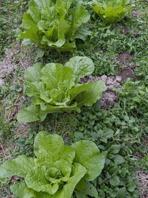 🥬 白菜が順調に成長中！🌱

コロンズファームの白菜も、順調に大きくなってきました🤗✨

葉っぱも大きく広がり、少しずつ立派な白菜へと成長中です

美味しい白菜に育つよう、引き続き大切に管理していきます✨

#コロンズファーム #白菜 #農業 #成長記録 #南丹市