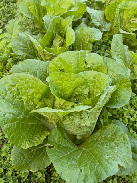 本日は、先日とは別の圃場へ白菜の様子を見に行ってきました🚜

すると…もう巻き始めそうな勢い😳✨

そろそろ結球に向けた大事な時期💪
しっかり育ってもらえるよう、急いで液肥を散布しました💦

引き続き、日々の管理を頑張ります！

#コロンズファーム #白菜 # 成長記録 #液肥散布#南丹市