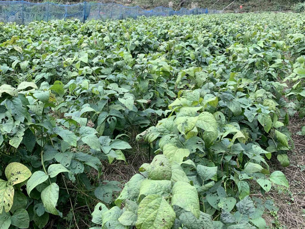 京丹波エリア・日吉町で育つ黒豆えだまめの畑の様子