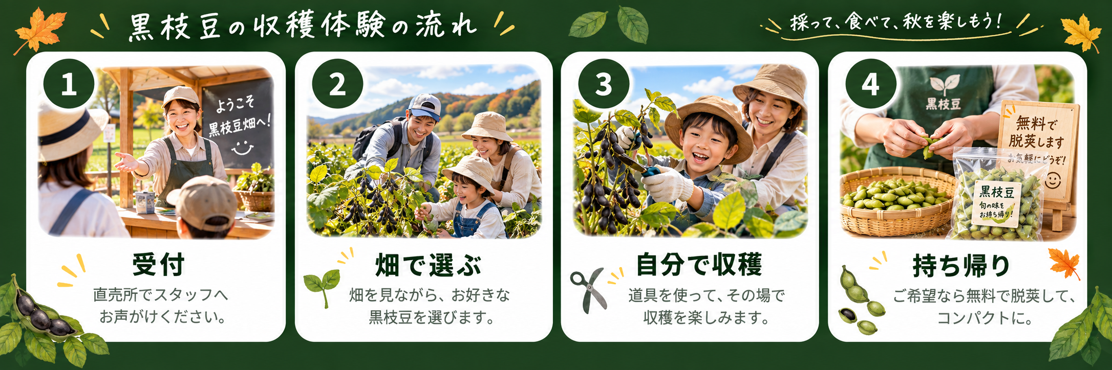 丹波黒枝豆収穫体験の流れ