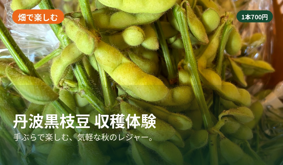 丹波黒枝豆 収穫体験 コロン’sファーム